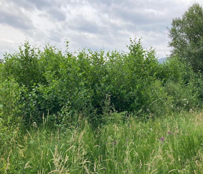 13-acre Woodland, Bassenthwaite, Buy Land Plant Trees