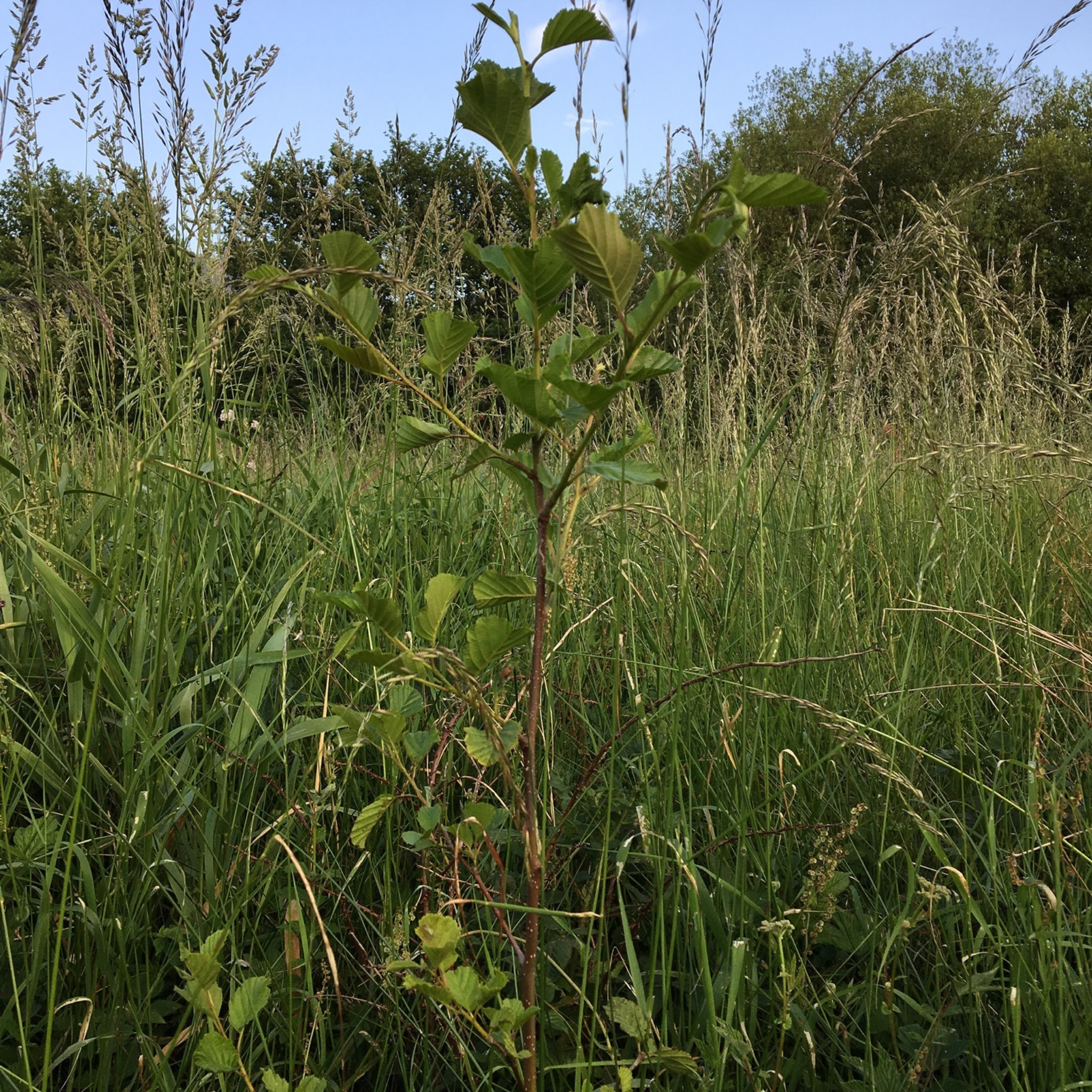 Alder Tree that has been planted in a rewilded field