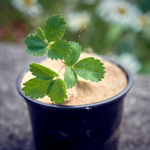 8" round jute mulch mats pack of 25