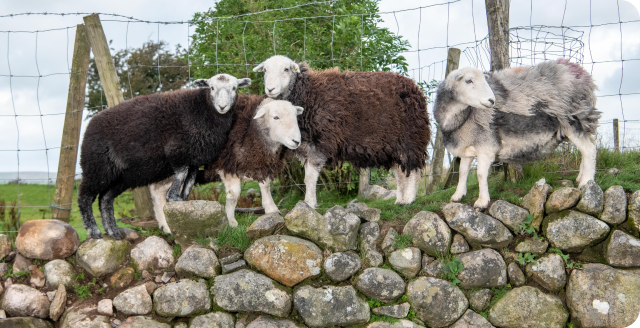 A group of Herdwick Sheep on a wall