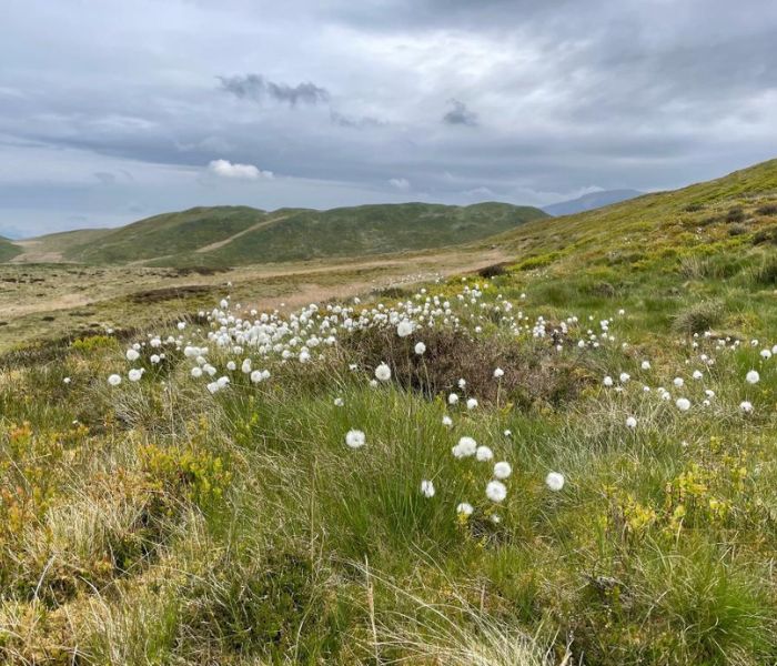 Low Fell, Loweswater, Buy Land Plant Trees