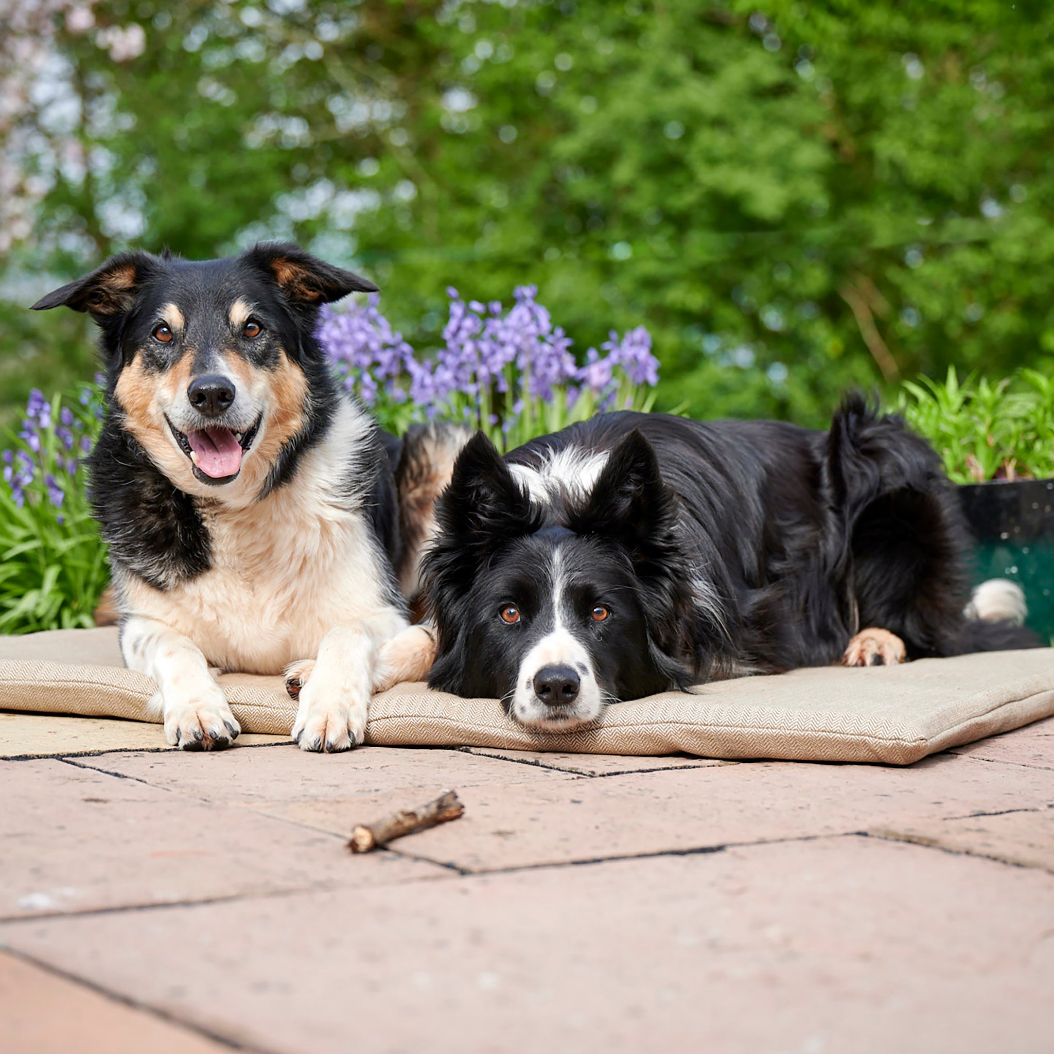 Two border collie dogs, one tri colour (on the left) and one black and white (on the right). Lay on an eco-friendly, wool filled, cotton covered dog bed. The bed is brown.