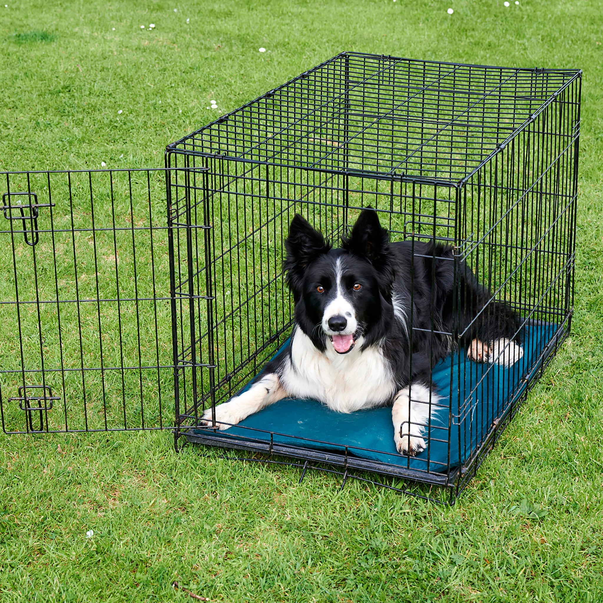 A black metal crate, with a green eco-friendly crate liner inside, filled with wool. The crate is placed on the grass at an angle. Inside the crate there is a black and white long haired border collie dog! The dog is laid down staring directly forward. the dog looks pert. The crate is facing forward.