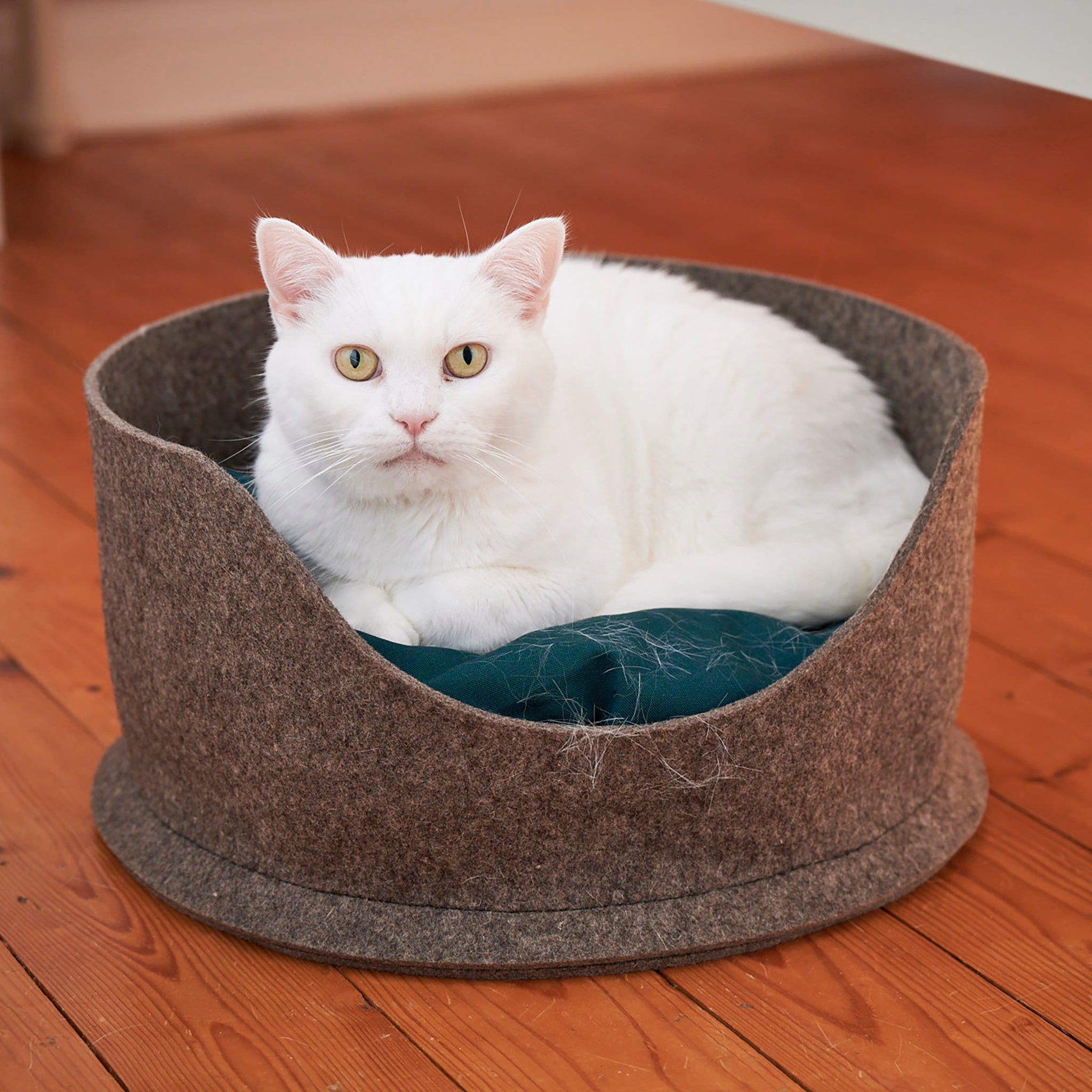 A white cat with yellow eyes, sitting inside a Chimney Sheep PteSnug wool felt cat bed. The bed is sitting on a wooden floor. The cat is staring forwards. There is a green wool filled cushion inside the bed.