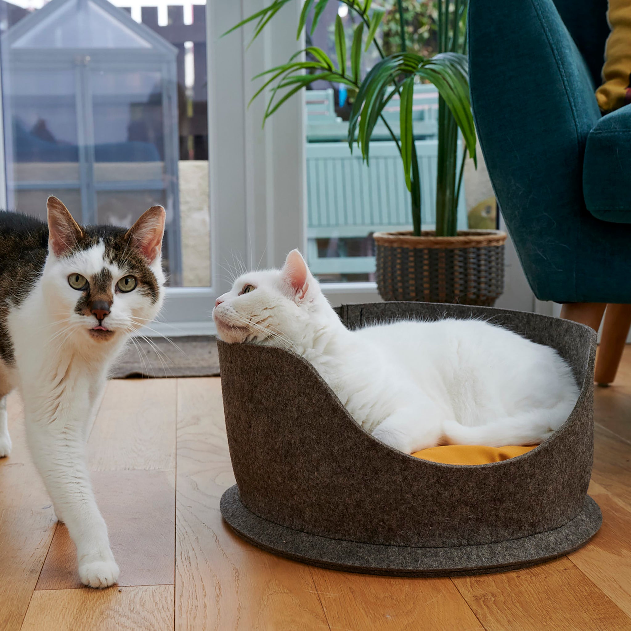A white cat with yellow eyes, sitting inside a Chimney Sheep PteSnug wool felt cat bed. The bed is sitting on a wooden floor. There is a yellow wool filled cushion inside the bed. There is a black and white cat walking next to the cat inside the bed