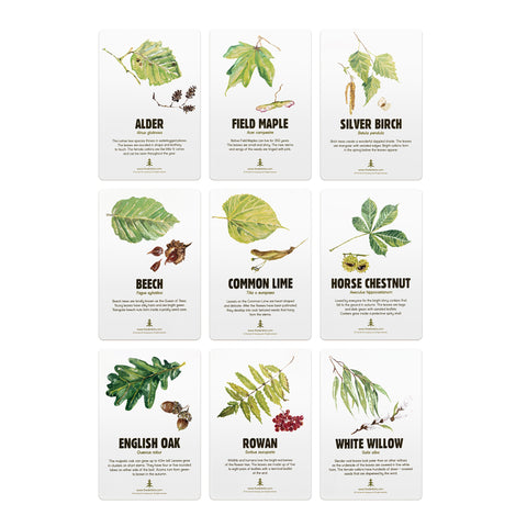 Contents of the plant a tree kit up against a white background, including tree identification cards, ash wooden handled trowel and tree seeds.
