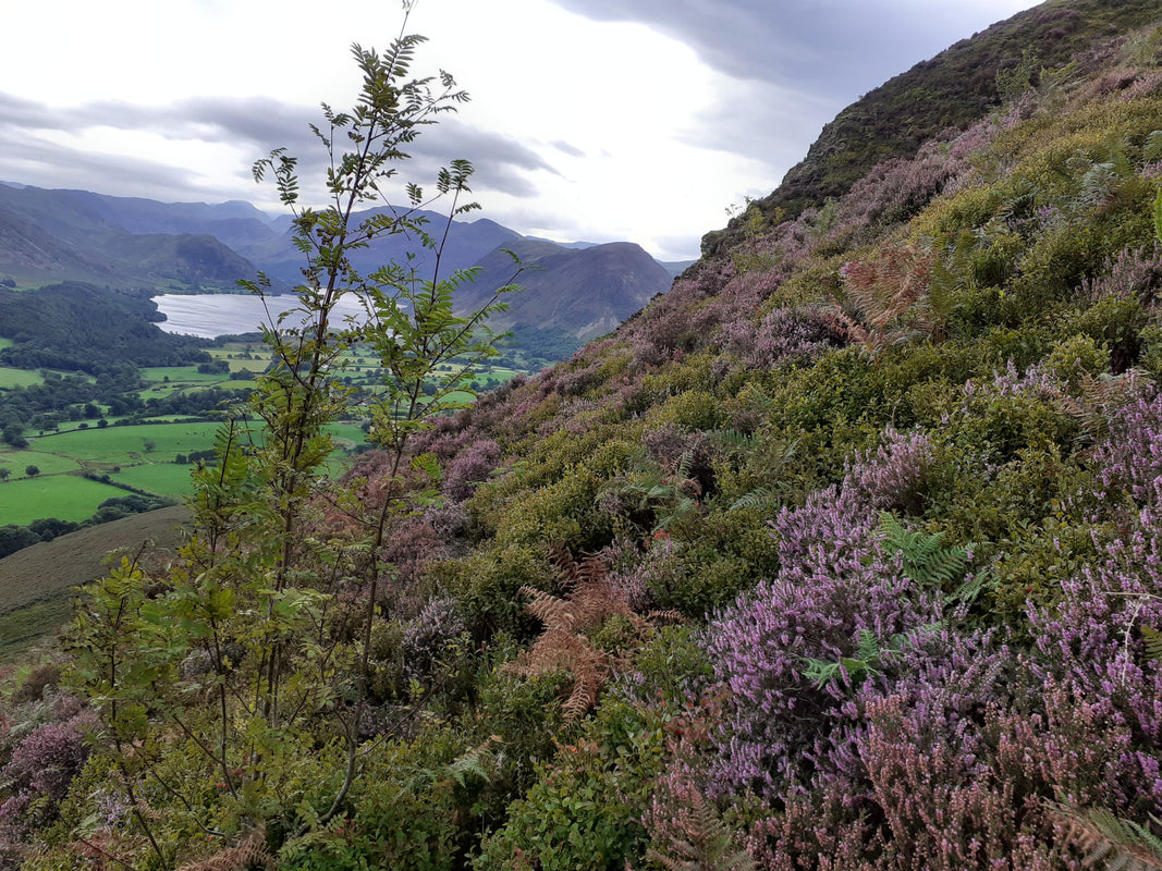 Raven Crag, Low Fell with Rowan Tree