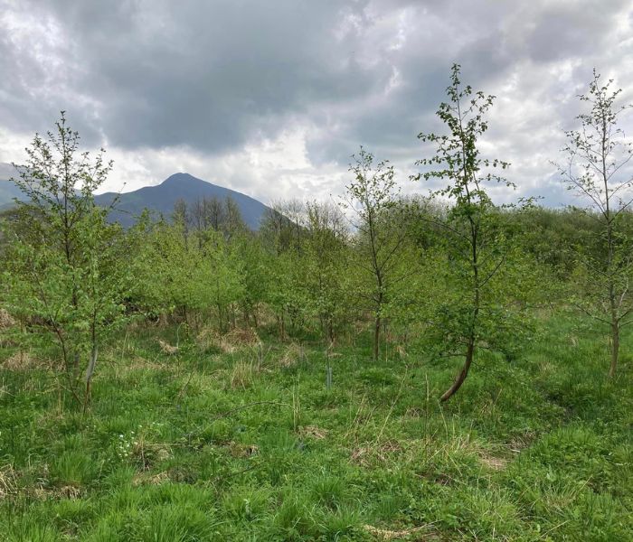 Young trees growing in Sally's Wood