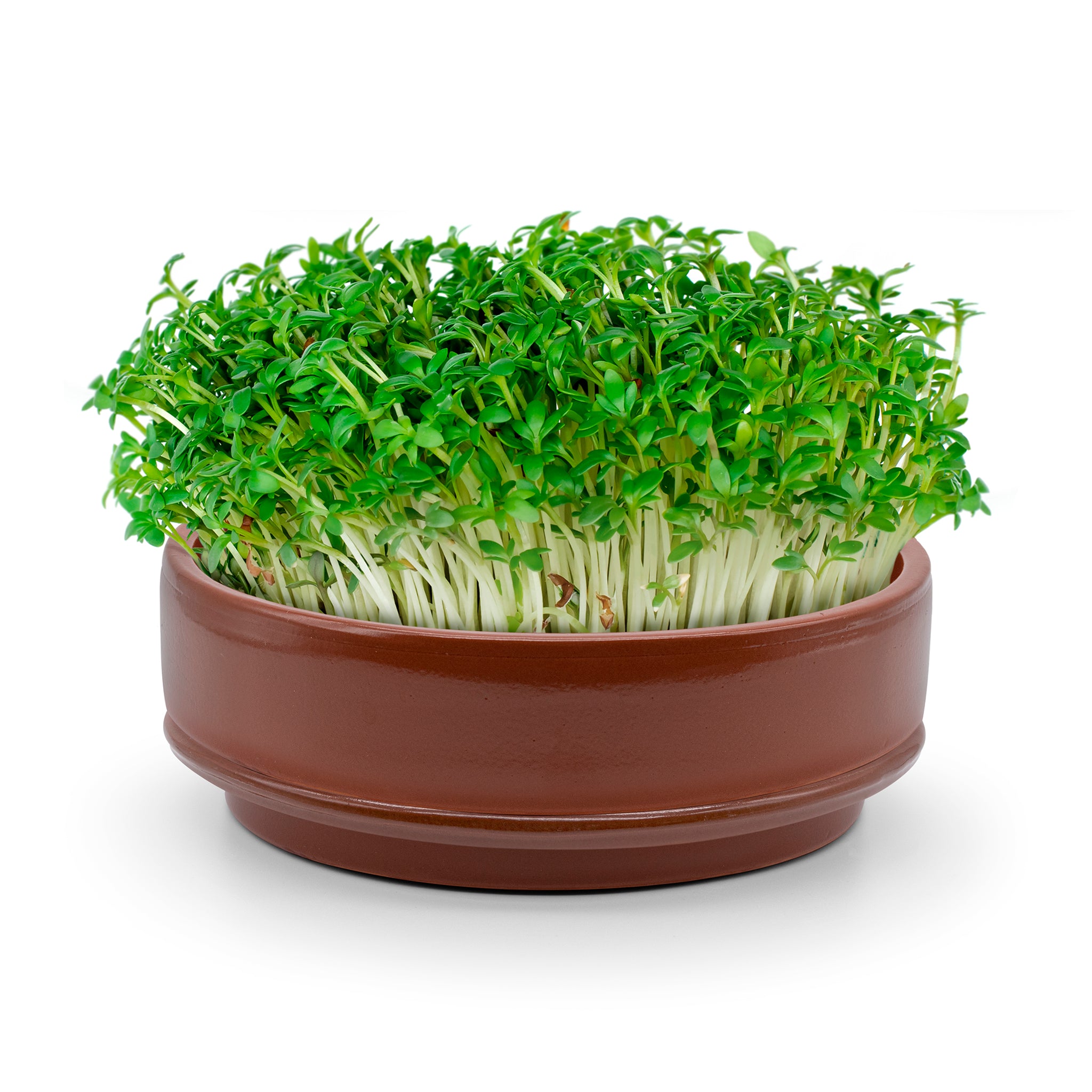 End result of microgreen growing kit