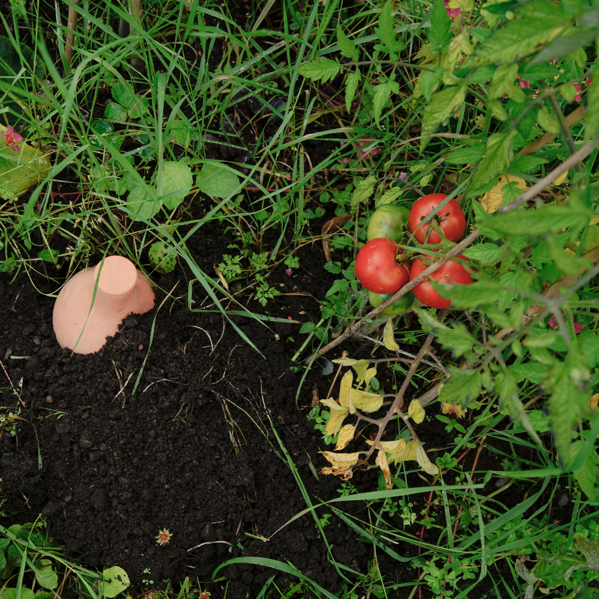 Terracotta olla in the ground within an allotment