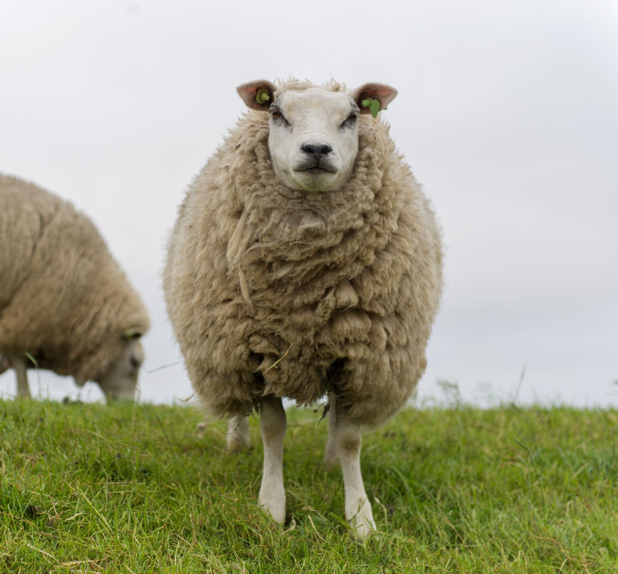 Texel sheep staring at viewer