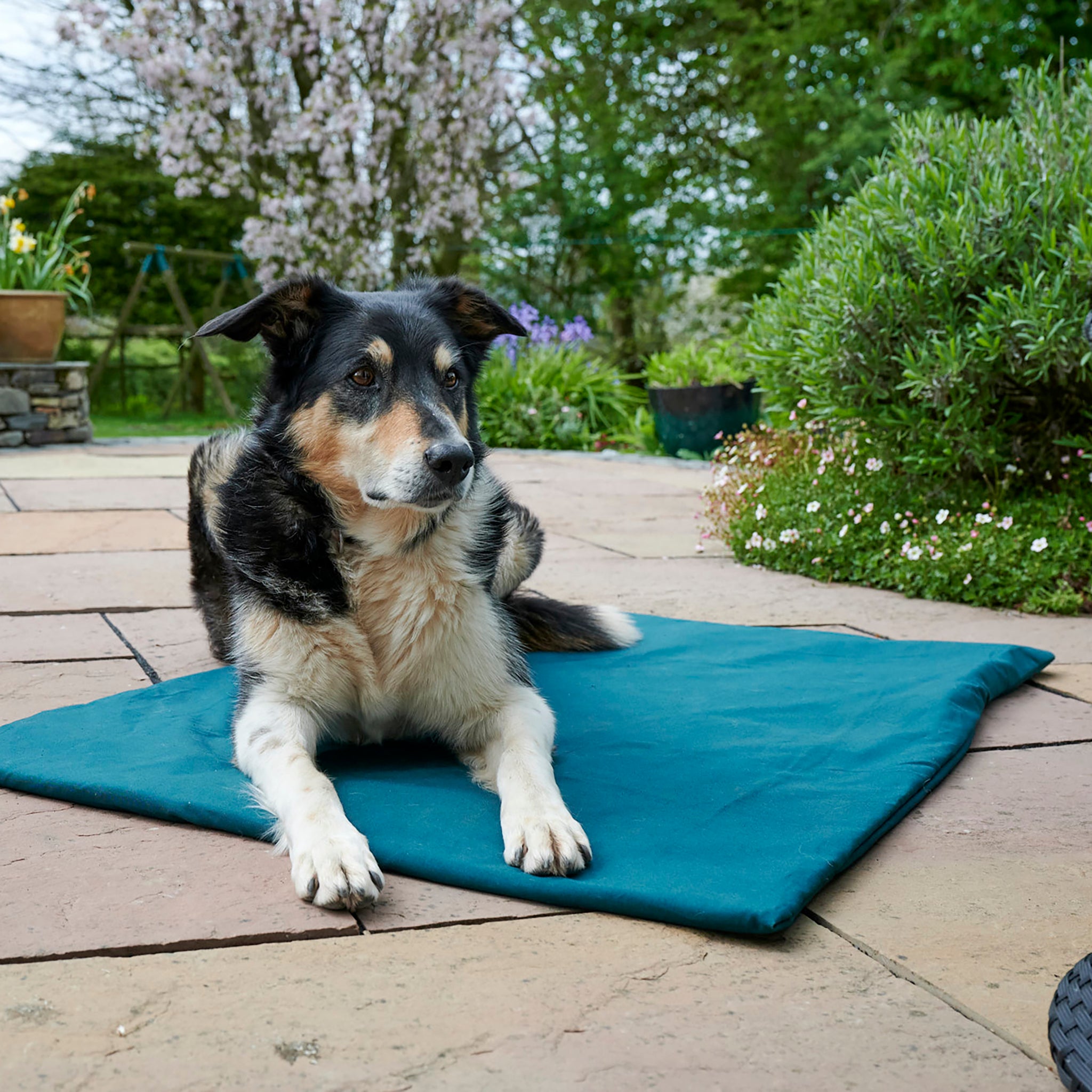 A tricolour border collie is lain upright on a green Chimney Sheep woollen travel dog bed. This portable dog bed can be rolled up and packed away easily. The bed is lain on paving stones