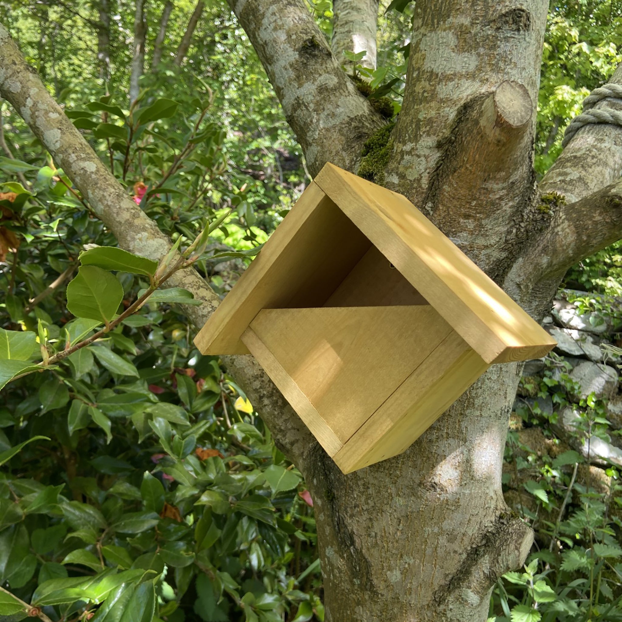 blackbird bird box outside