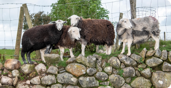 Sheep standing in a field