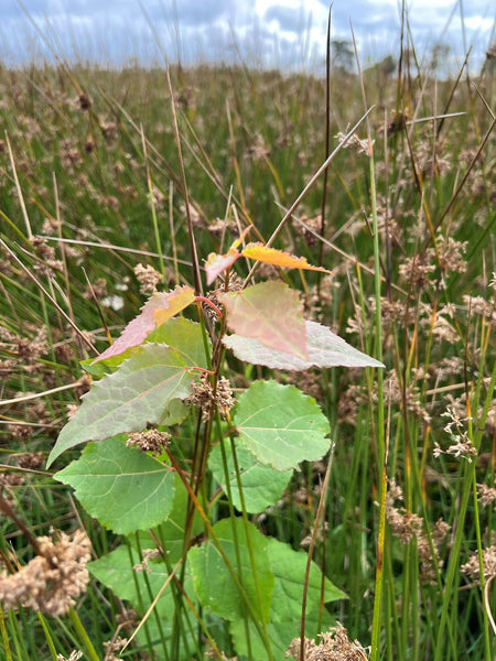 Autumn Update for Buy Land Plant Trees
