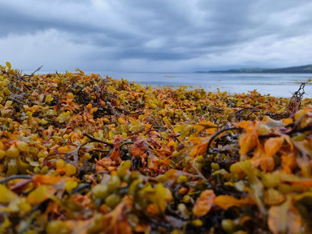 Abundant bladderwrack washed up on a Scottish beach with a glimpse of the sea and sky in the background. 