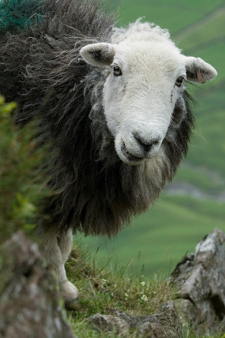Is the Wool in the Chimney Sheep® Treated Against Moths?