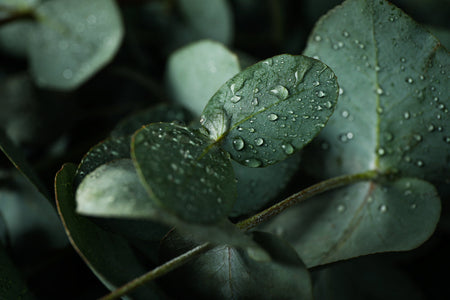 Eucalyptus leaves