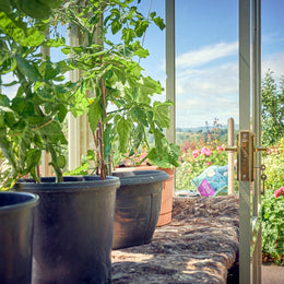 Gardening During Drought Conditions