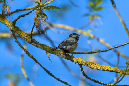 Great tit singing against a blue sky, a sure sign of spring