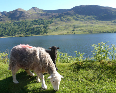 Herdwick ewe and lamb at Crummockwater