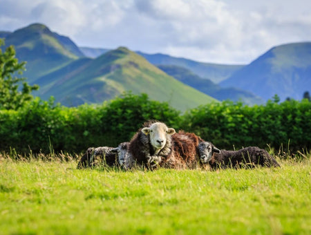 IT’S WOOL WEEK!