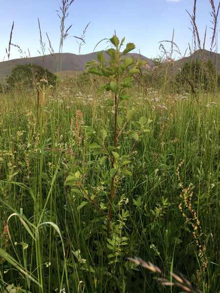 young alder tree in lush meadow with lake distric mountatains in background