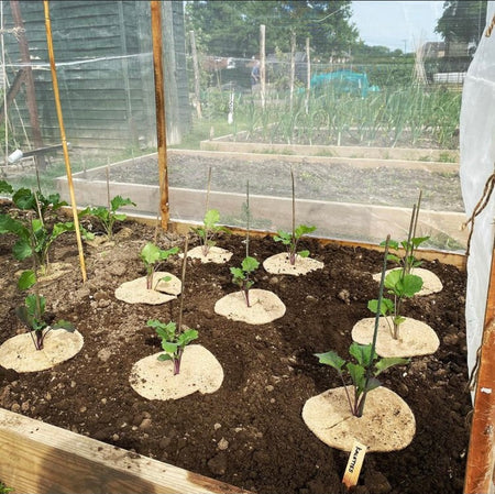 chemical free gardening tips