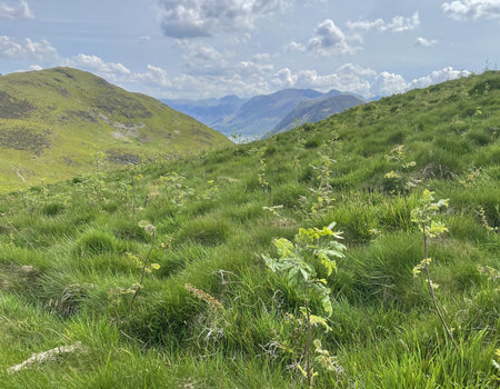View of newly cluster-planted tree saplings on Low Fell with Melbreak and Crummock Water in the background