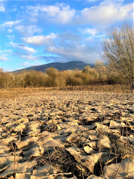 The Buy Land Plant Trees Diaries: 25,000 trees planted!