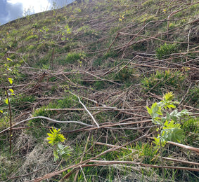 Rowan and birch bursting into leaf on Low Fell