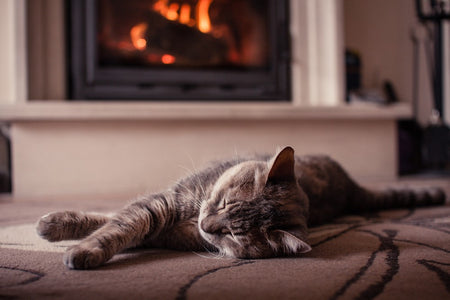 Image of grey tabby cat lain infront of a fire