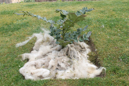 Mulch – what is it, and what does it do, and what’s the difference between the various mulch products?