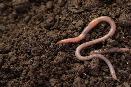 Worm wriggling on soil