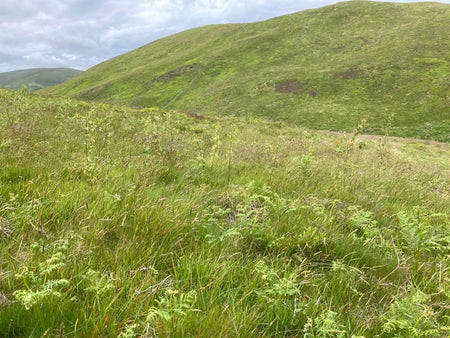Young birch back of Low Fell
