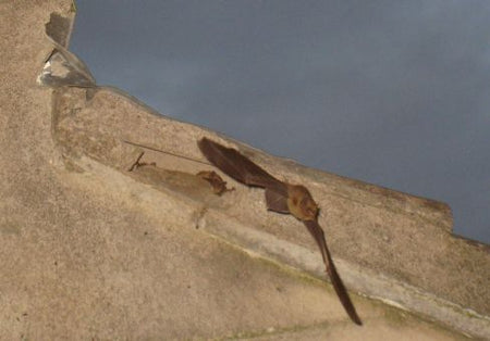 A Bat taking off from its roost into the night