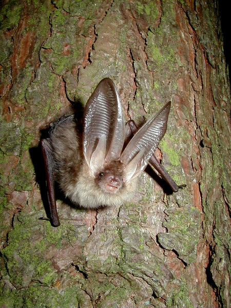 A brown long eared bat perched on the trunk of a tree looking directly at the camera