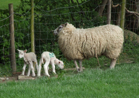 Spring Lambs