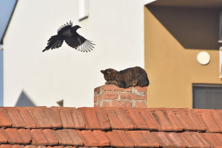 tabby cat sat on top of an orange tiled chimney