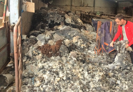 collecting sacks of Herdwick wool directly from the farm for treatment agains clothes moths