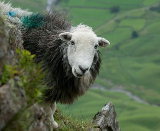 Herdwick sheep peering round a rock looking a bit goofy