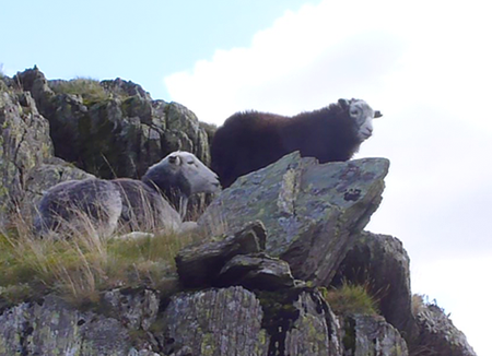 A young herdwick sheep and it's mother precariously perched on a mountain side.