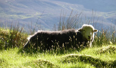 A Herdwick Sheep - the natural source of the felt for a Chimney Sheep - Cold draught stopper