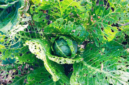 get rid of slugs in your garden