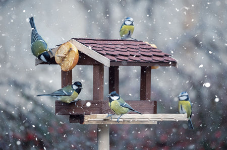 Birds feeding at a bird table in winter