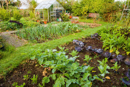 National Allotment Day!
