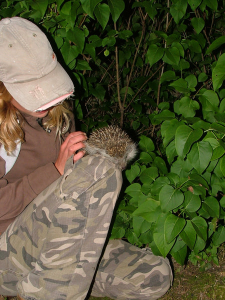 hedgehogs are cute harmless little creatures - unless you are a grounded bat