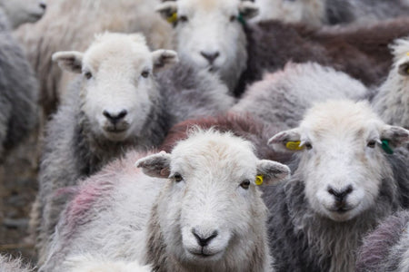 Wool Week!