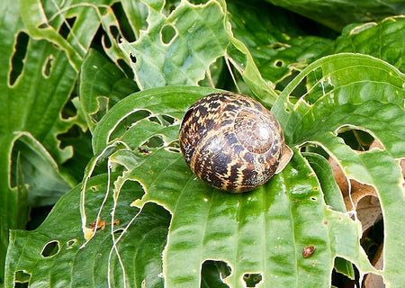 Snail eating hosta leaves with many holes in the green leaves