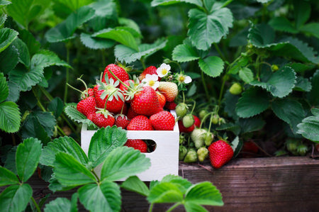 Fresh,Organic,Strawberries,In,A,White,Wood,Basket,By,Plants